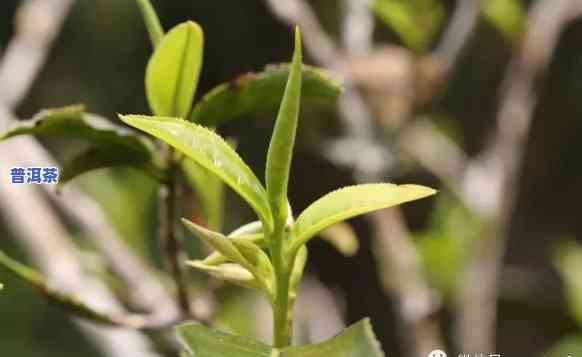 探索普洱茶一山一味的特别韵味