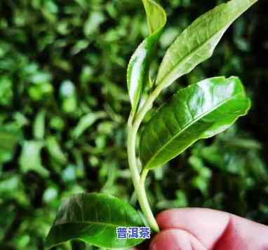 老班章有几种茶，探秘老班章：熟悉其多样化的茶品种