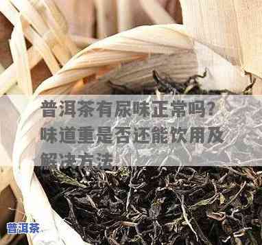 普洱茶闻起来有点尿味：正常吗？起因是什么？