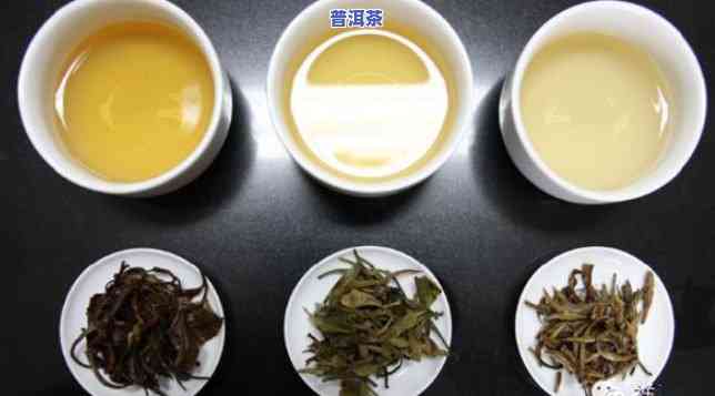 古树白茶与福鼎白茶：口感、品质、哪一种更好？