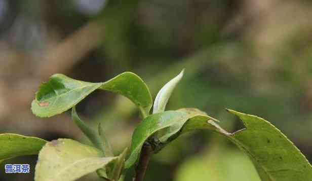 老班章叶片图片大全，探索普洱茶的精髓：老班章叶片图片大全