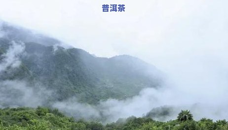 普洱茶为什么不能晒太阳，揭秘：为何普洱茶不能暴露在阳光下？