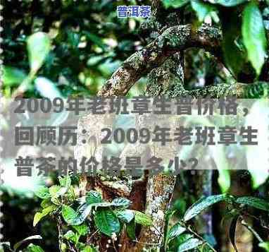 老班章生茶2009价格，探究老班章生茶2009的价格及其市场价值