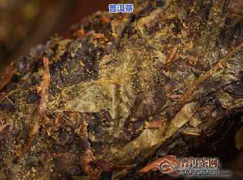 普洱茶里面长金花能喝吗，普洱茶中的'金花'是什么？对健康有作用吗？