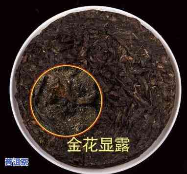 普洱茶长金花：你喝还是不喝？作用口感与健康