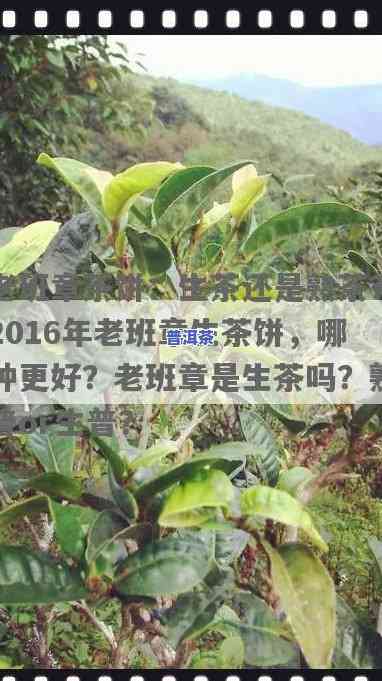 老班章茶饼是生茶还是熟茶？2016年老班章生茶饼与熟茶哪个更好？