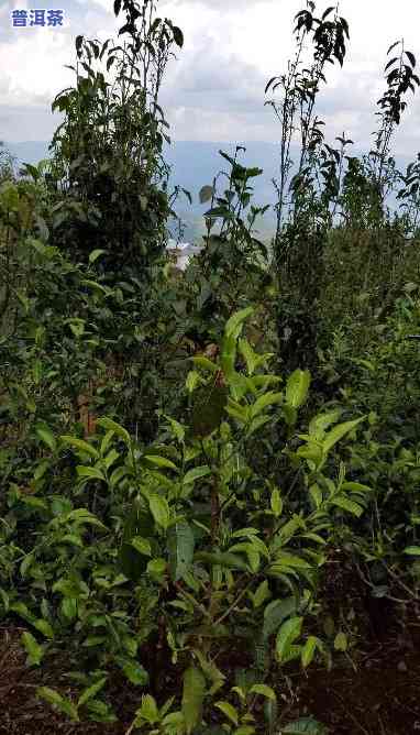 哪些普洱茶有花蜜香味儿-哪些普洱茶有花蜜香味儿的