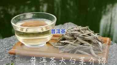 大白菜普洱茶的泡发方法视频，独家揭秘：大白菜普洱茶的正确泡法！看视频学起来！