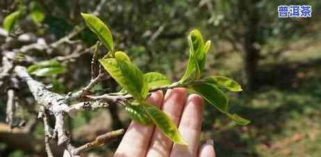 老班章茶山图片大全-老班章茶山地图