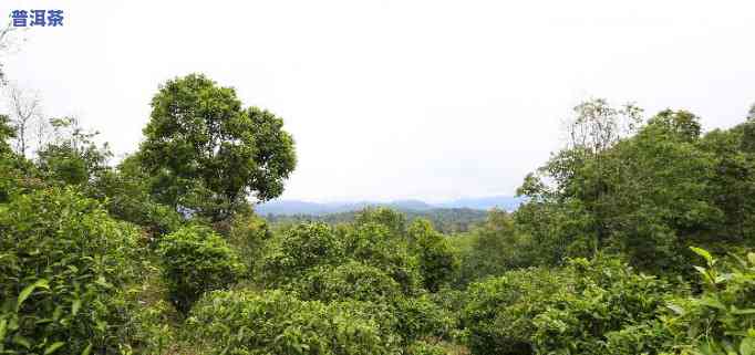 山野气息强烈茶，沉浸自然，品味山野气息强烈的茶香