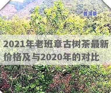 2021年老班章春茶价格全揭秘