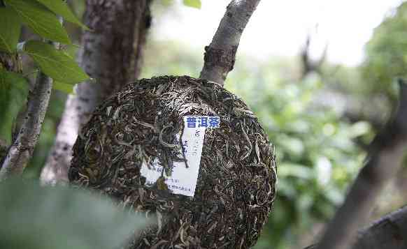 布朗普洱茶的口感特点，探秘布朗普洱茶的特别口感特点