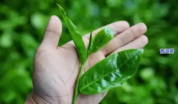 现在的普洱茶越来越甜，起因何在？