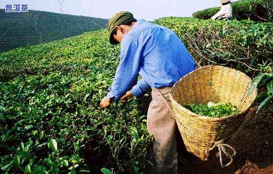 云南省西双版纳普洱茶厂，探秘云南西双版纳普洱茶厂：品味古树茶的韵味与文化