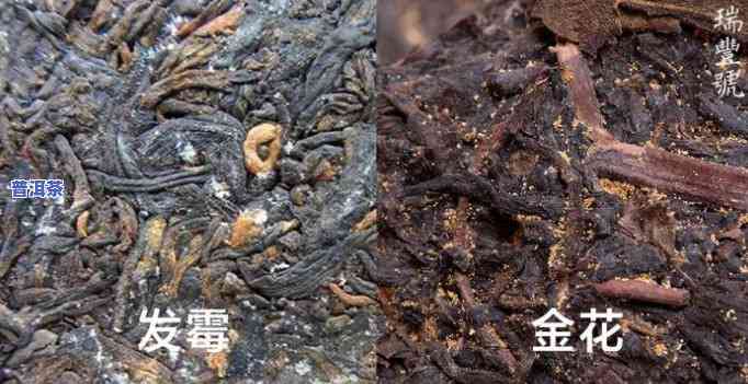 普洱茶怎么防止发霉，五招教你预防普洱茶发霉，让你的茶叶保持更佳状态！