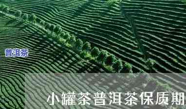 小罐茶普洱保质期多久？能否继续饮用及价格是多少？