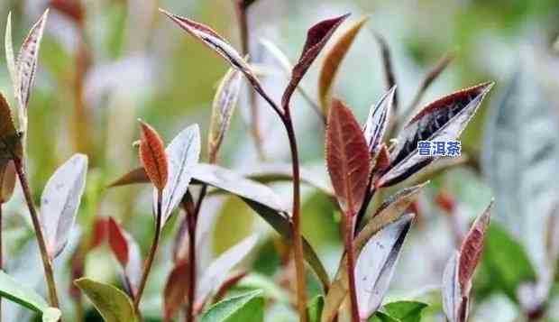 普洱茶紫芽和紫鹃哪个好，普洱茶紫芽与紫鹃：口感对比评测