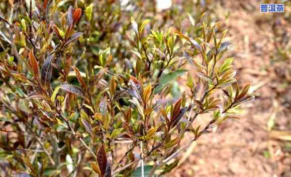 普洱茶紫芽和紫鹃哪个好，普洱茶紫芽与紫鹃：口感对比评测