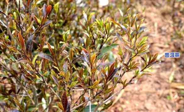 深入熟悉：紫芽茶与紫鹃茶的区别