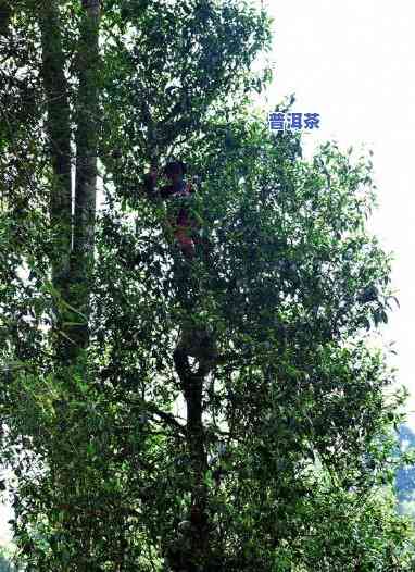 老班章古树茶属于什么茶，探秘老班章古树茶：了解其所属茶类