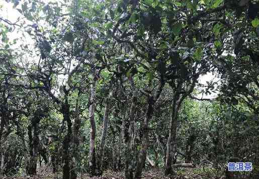 老班章古树茶属于什么茶，探秘老班章古树茶：了解其所属茶类