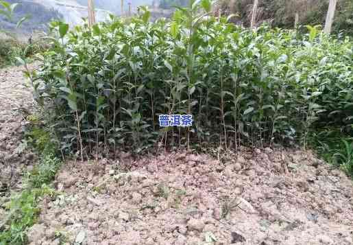 桂林哪里收购普洱茶苗种-桂林哪里收购普洱茶苗种子