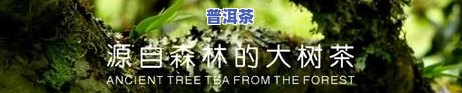 普洱熟茶放多久更好，普洱熟茶的更佳陈化期限是多久？