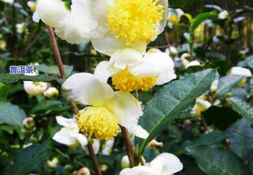 普洱茶怎样陈花开花图片-普洱茶怎样陈花开花图片欣赏