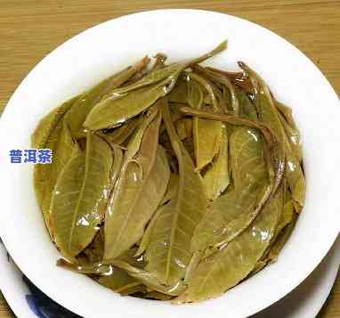 探究老班章古树茶的独特特点、口感与功效