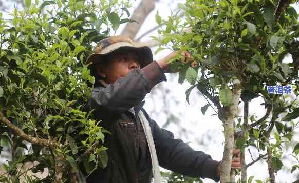 老班章采古树茶图片-老班章茶树采摘图片