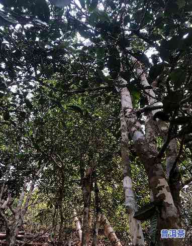 老班章采古树茶图片-老班章茶树采摘图片