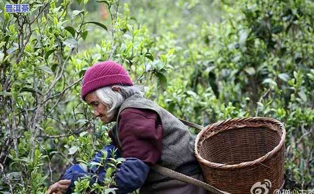 老班章春茶好吗，探究老班章春茶的品质：它真的好吗？