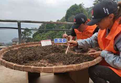 普洱茶饼中出现毛发，是不是作用饮用？正常情况下的毛发是什么样的？