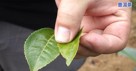 普洱茶饼中出现毛发，是不是作用饮用？正常情况下的毛发是什么样的？