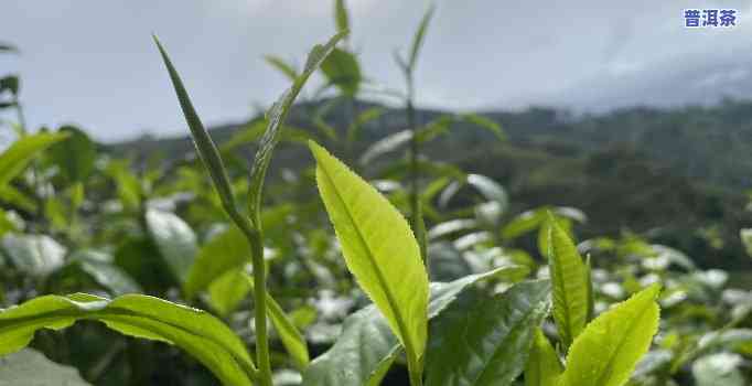 台地茶就是普洱茶吗？对吗？对吗？起因是什么？