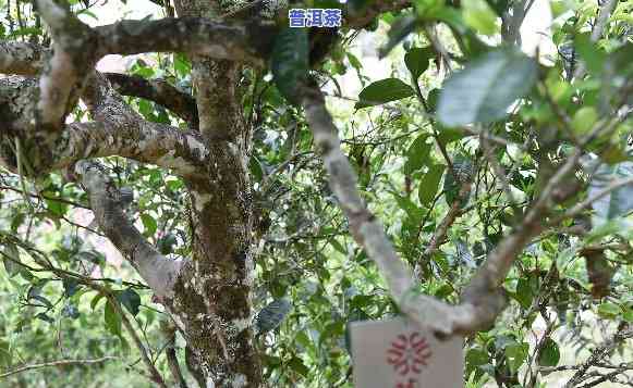 探秘藏茗山普洱茶：特点及图片解析