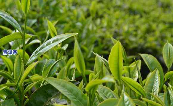 普洱茶公司是谁开发的呢视频，揭秘普洱茶公司的：他是怎样开发这个的？