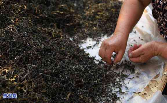 普洱茶是由什么制成的，探究普洱茶的制作原料：从茶叶到熟茶的全过程