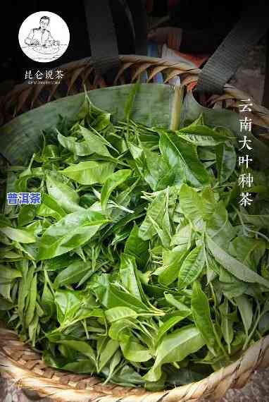 普洱茶是什么形成的茶叶-普洱茶是什么形成的茶叶图片