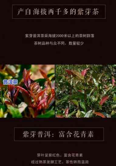 云南普洱茶紫芽茶：特点与价格全解析