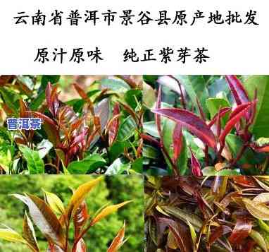 云南普洱茶紫芽茶：特点与价格全解析