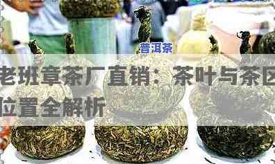 老班章茶厂直销：揭秘老班章茶区位置与老班章茶业