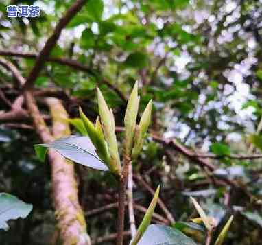 普洱野生古树紫芽苞-云南普洱古树紫芽