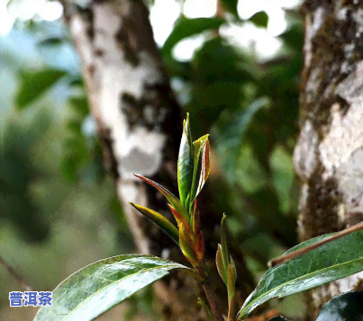 普洱野生古树紫芽苞-云南普洱古树紫芽