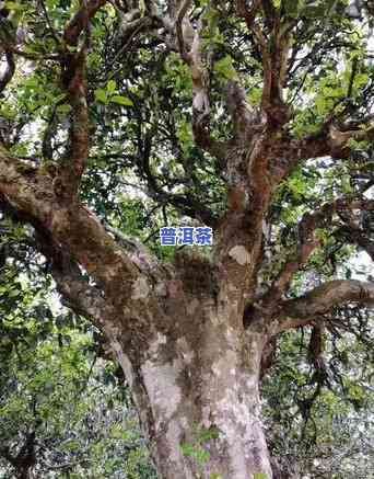 普洱茶颜色深了好不好喝-普洱茶颜色深了好不好喝呀