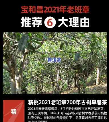 勐海县班章老茶树茶厂官网：首页与产品介绍