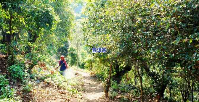 老班章古树茶的功效与作用，探秘老班章古树茶：揭示其神奇功效与作用