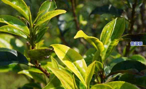 老班章古茶树的特点-老班章古树茶有哪些特点