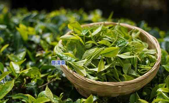 什么是一类和二类普洱茶叶，一探究竟：一类与二类普洱茶叶有何不同？