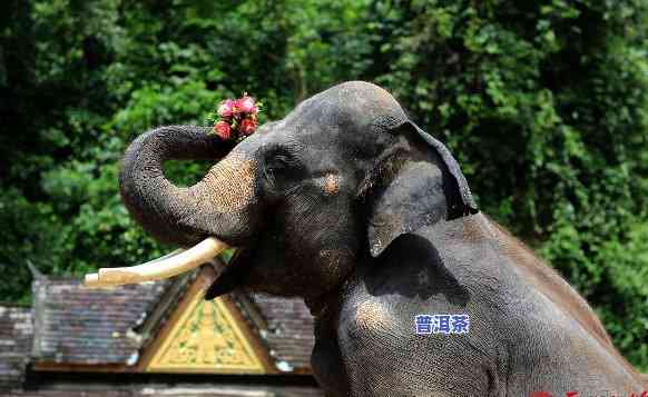 野象谷是哪里？揭秘西双版纳热带雨林中的神秘动物王国